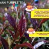 kenya-purple-tea-bags-kenyan-purple-tea-uk-london-buy-online-cheap